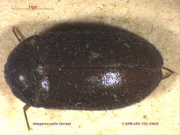 Attēlu rezultāti vaicājumam “Attagenus pellio”