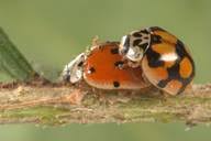 Attēlu rezultāti vaicājumam “Adalia decempunctata”