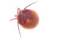 Attēlu rezultāti vaicājumam “Hydrachna”