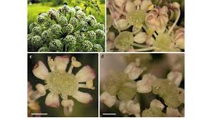 Attēlu rezultāti vaicājumam “Angelica sylvestris flower”