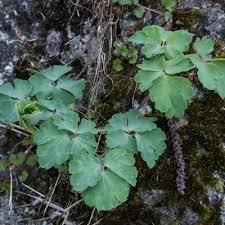 Attēlu rezultāti vaicājumam “Aquilegia vulgaris leaf”