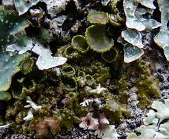 Attēlu rezultāti vaicājumam “Melanohalea olivacea”