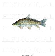 Image result for Ictiobus bubalus