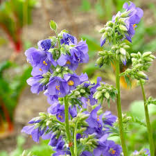 Attēlu rezultāti vaicājumam “Polemonium caeruleum flower”