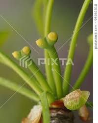 Attēlu rezultāti vaicājumam “Ginkgo biloba female flower”