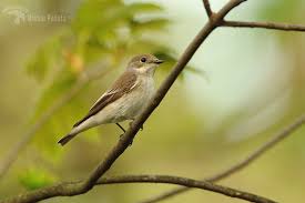 Image result for Ficedula albicollis