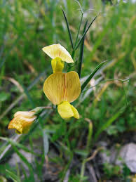 Attēlu rezultāti vaicājumam “Lathyrus”