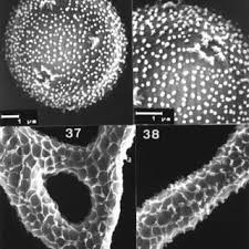 Attēlu rezultāti vaicājumam “Arcyria minuta macro”