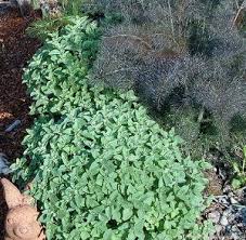 Image result for Oregano