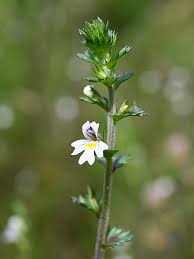 Image result for Euphrasia stricta