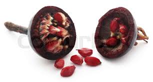 Attēlu rezultāti vaicājumam “Rosa majalis fruit”