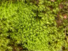 Attēlu rezultāti vaicājumam “Dicranella staphylina”