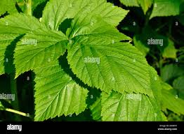 Attēlu rezultāti vaicājumam “Rubus idaeus leaf”