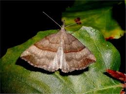 Attēlu rezultāti vaicājumam “Hypena proboscidalis”