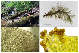 Attēlu rezultāti vaicājumam “Scapania apiculata”