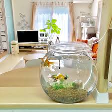 Image result for 出目金