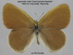 Attēlu rezultāti vaicājumam “Coenonympha hero underside”