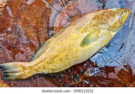 Image result for Mycteroperca rubra