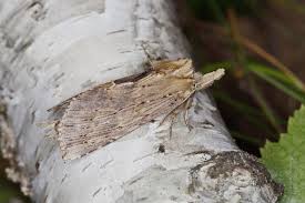 Attēlu rezultāti vaicājumam “Pterostoma palpina larva”