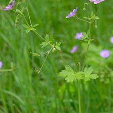 Attēlu rezultāti vaicājumam “Geranium pyrenaicum”