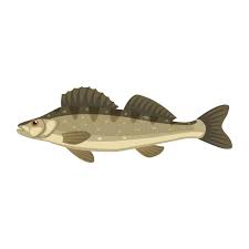 Image result for Sander lucioperca