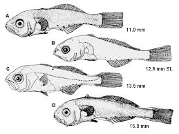 Image result for Leiostomus xanthurus