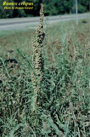 Attēlu rezultāti vaicājumam “Rumex crispus”