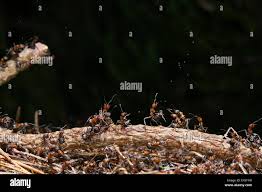 Attēlu rezultāti vaicājumam “Formica rufa pupa”