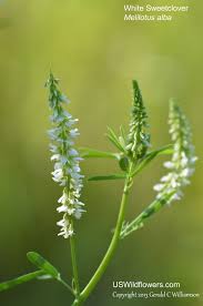 Attēlu rezultāti vaicājumam “Melilotus albus”