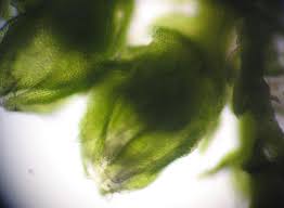 Attēlu rezultāti vaicājumam “Cephaloziella elachista macro”