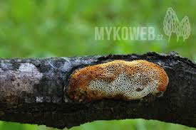 Attēlu rezultāti vaicājumam “Dichomitus campestris”