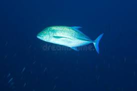 Image result for Caranx melampygus