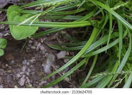 Attēlu rezultāti vaicājumam “Carex sylvatica leaf”