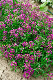 Image result for Alyssum diffusum
