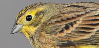 Attēlu rezultāti vaicājumam “Emberiza citrinella juvenile”