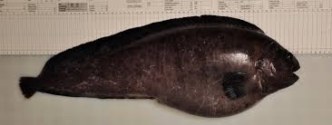 Image result for Anarhichas denticulatus