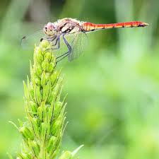 Attēlu rezultāti vaicājumam “Sympetrum”