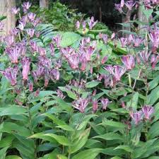 Image result for Tricyrtis `Black Beauty`