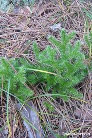 Attēlu rezultāti vaicājumam “Lycopodiaceae”