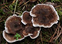 Attēlu rezultāti vaicājumam “Phellodon tomentosus”