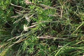 Attēlu rezultāti vaicājumam “Dianthus arenarius bud”