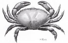 Image result for Cancer pagurus