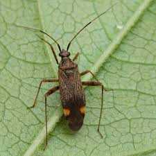 Attēlu rezultāti vaicājumam “Closterotomus biclavatus”