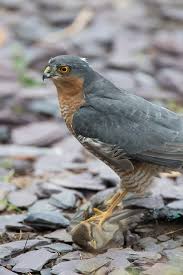 Attēlu rezultāti vaicājumam “Accipiter nisus female”