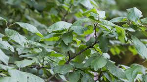 Attēlu rezultāti vaicājumam “Prunus (plum-tree)”