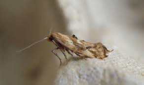 Attēlu rezultāti vaicājumam “Epermenia falciformis”