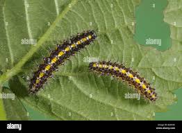 Attēlu rezultāti vaicājumam “Callimorpha dominula larva”