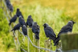 Attēlu rezultāti vaicājumam “Corvus monedula”