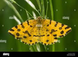 Attēlu rezultāti vaicājumam “Pseudopanthera macularia”