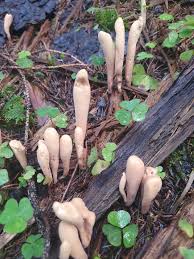 Attēlu rezultāti vaicājumam “Clavariadelphus ligula”